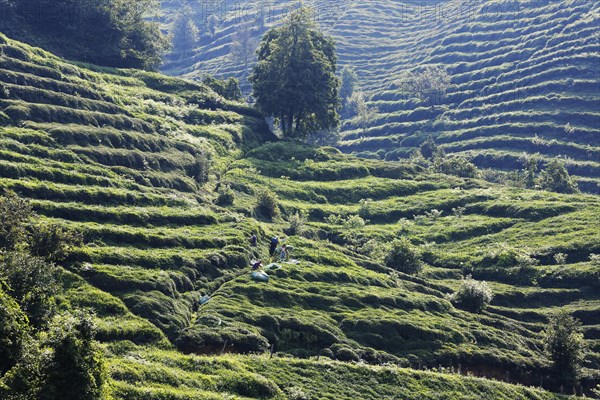 Tea plantations