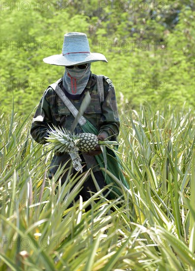 Man cutting a pineapple on a plantation