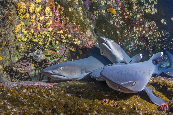 Whitetip Reef Sharks (Triaenodon obesus) at their resting place