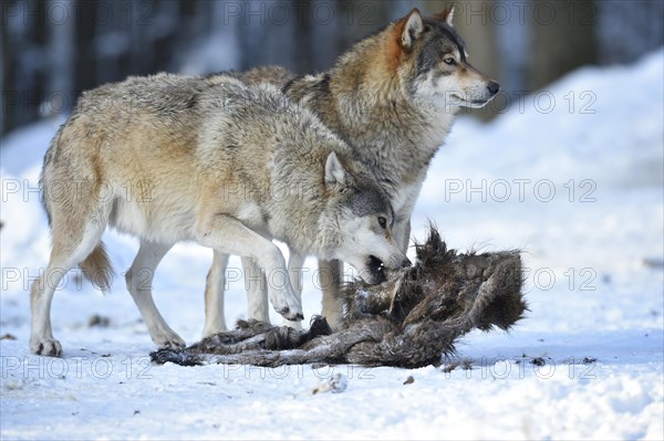 Two wolves feeding on the carcass of a wild boar