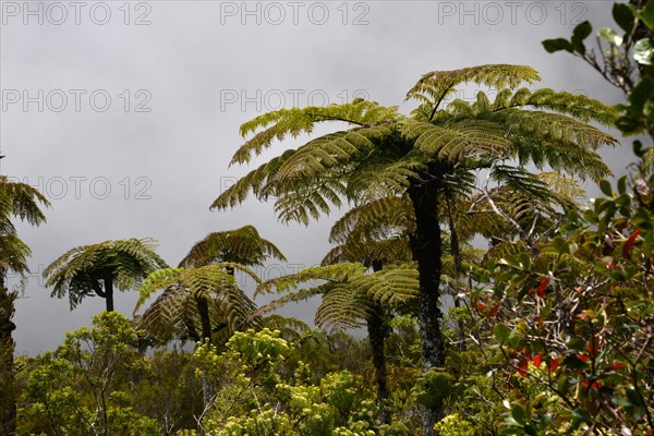 Tree ferns (Cyatheales)