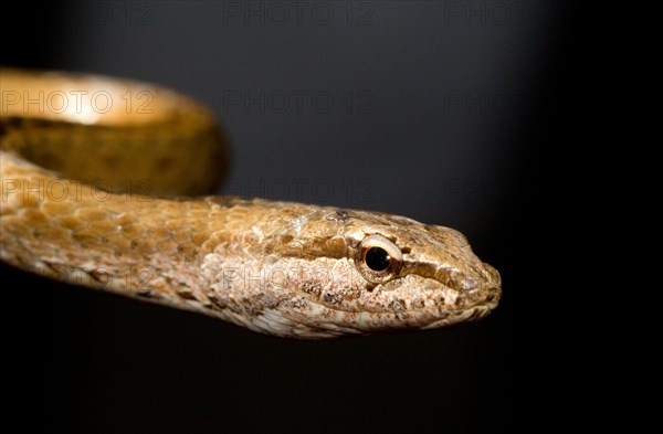 Malagasy colubrid (Mimophis mahfalensis)