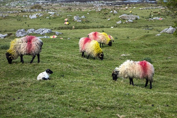 Sheep in Irish landscape