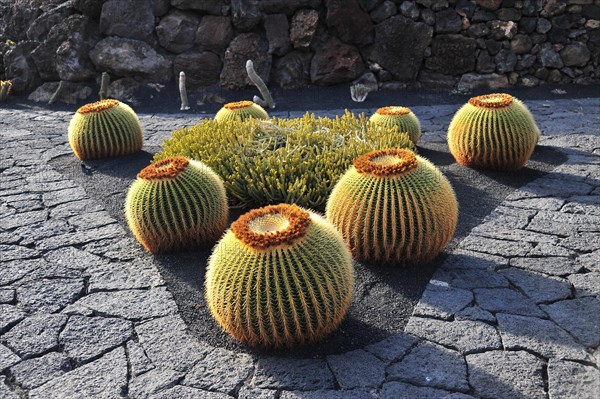 Giant Barrel Cactuses (Echinocactus platyacanthus) in the Jardin de Cactus