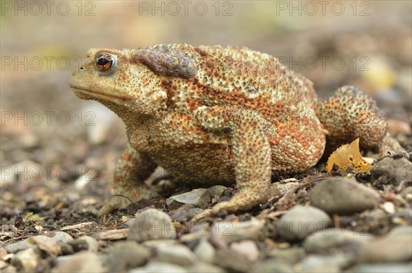 Large female of the Mediterranean Common Toad (Bufo bufo spinosus)