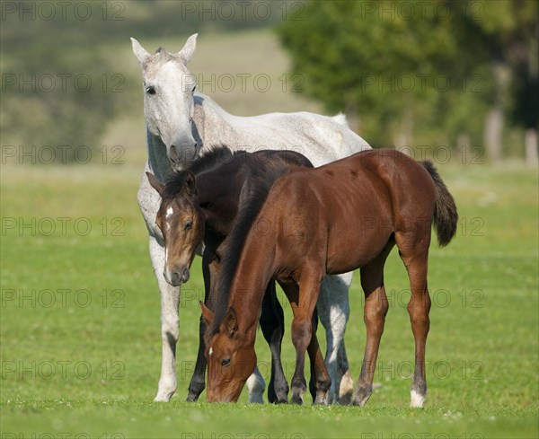 Horses