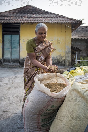 Woman holding Pokkali rice in her hands