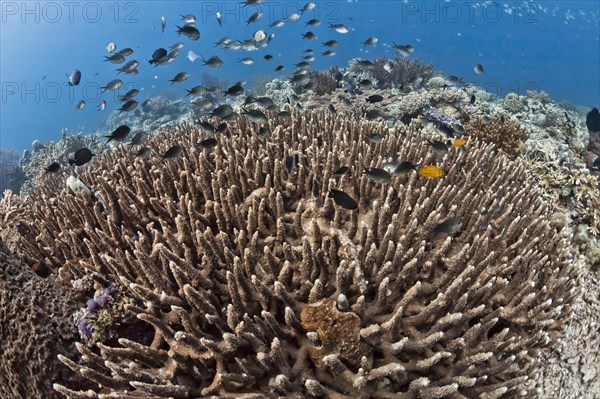 Damselfish (Chromis chromis) in the coral reef off Menjangan