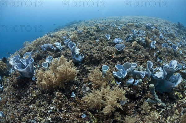 Tropical coral reef with blue sponges (Callyspongia) (Porifera)