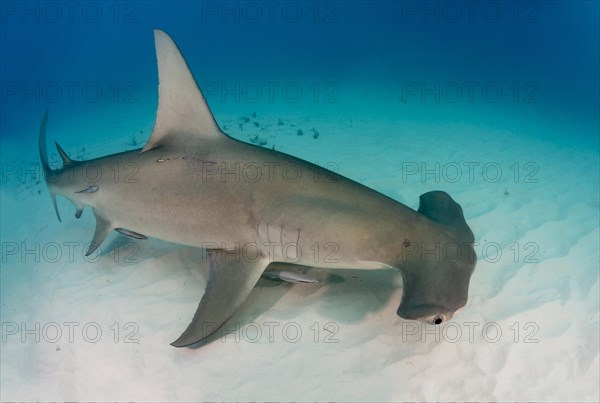 Great hammerhead shark (Sphyrna mokarran) Bimini