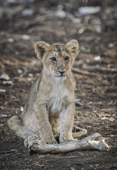 Asiatic lion (Panthera leo persica) cub with an animal bone