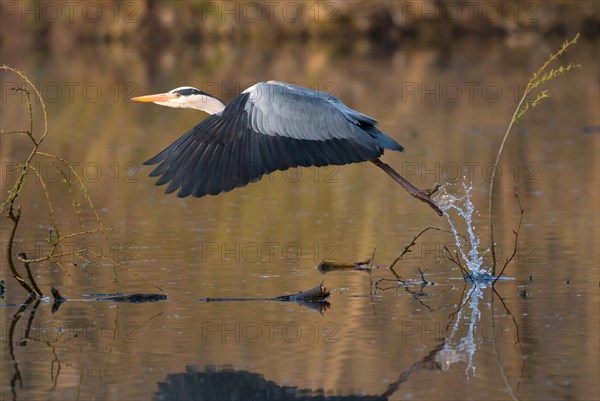 Grey Heron (Ardea cinerea) taking off from the water