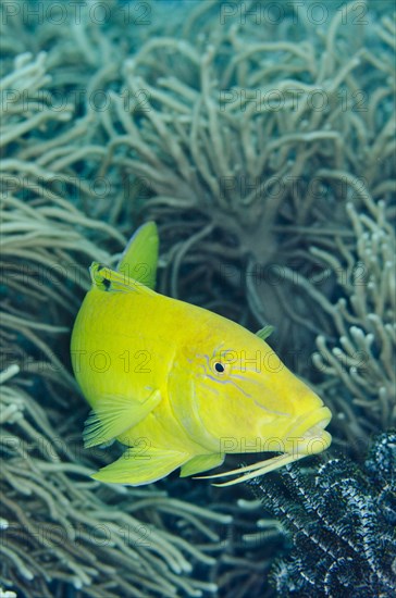 Goldsaddle Goatfish (Parupeneus cyclostomus)