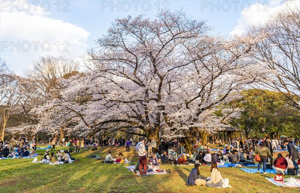 Japanese picnic under cherry blossoms in Yoyogi Park at Hanami Fest