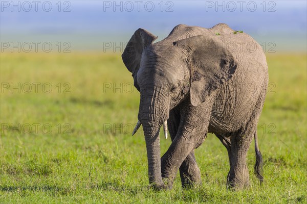 African elephant (Loxodonta africana)