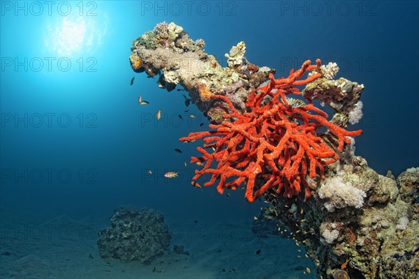 Toxic finger-sponge (Negombata magnifica