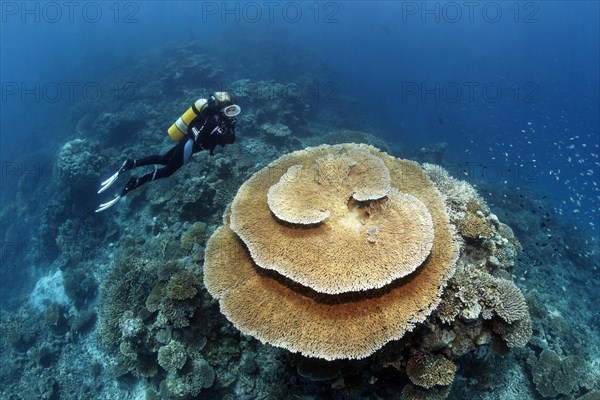 Scuba diver looking at a Brush Coral (Acropora hyacinthus)