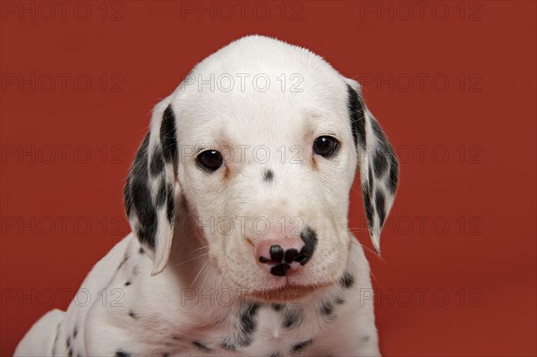 Dalmatian