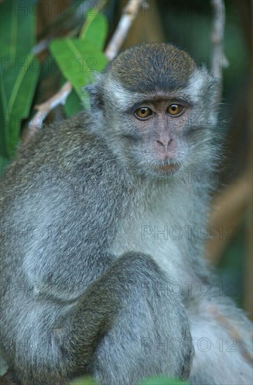 Crab-eating Macaque (Macaca fascicularis)