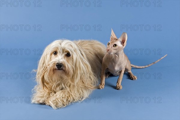 Havanese dog and Peterbald cat