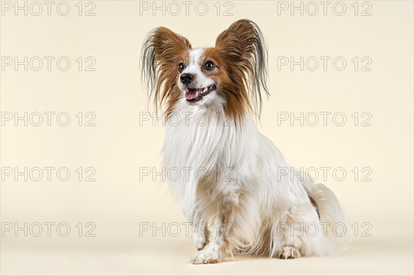 Papillon dog