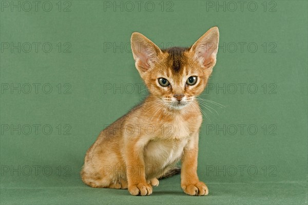 Abyssinian kitten