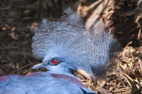 Western Crowned Pigeon or Common Crowned Pigeon (Goura cristata)