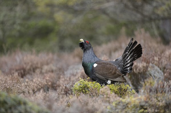 Western Capercaillie (Tetrao urogallus) adult male