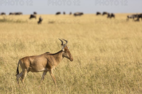 Coke's Hartebeest (Alcelaphus buselaphus cokii) adult