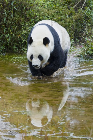 Giant Panda (Ailuropoda melanoleuca) adult