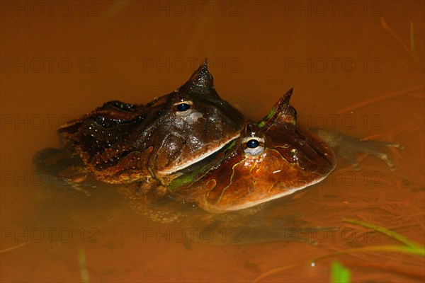 Amazonian horned frogs (Ceratophrys cornuta)