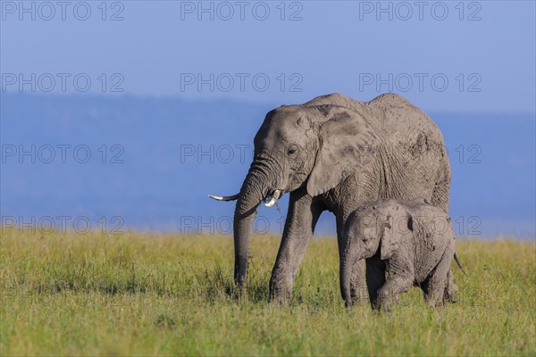 African elephants (Loxodonta africana)