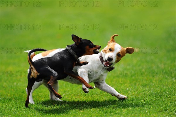 Two dogs scuffling with each other