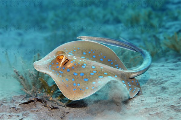 Bluespotted ribbontail ray (Taeniura lymma)