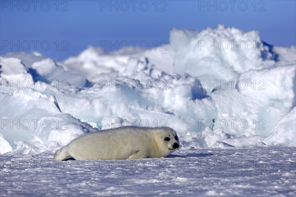 Harp Seal or Saddleback Seal (Pagophilus groenlandicus