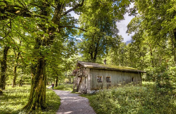 Traditional house in the forest