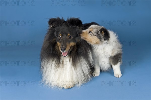 Shetland Sheepdogs