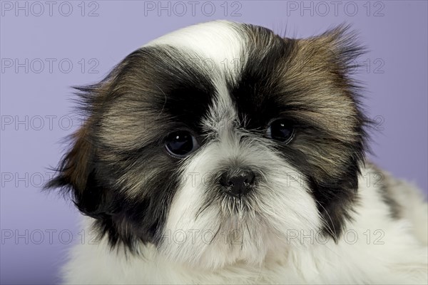 Shih Tzu puppy