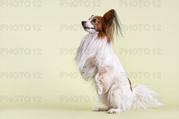 Papillon dog