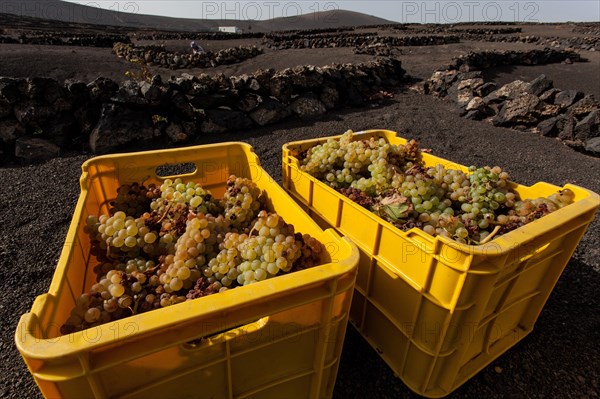 Typical vineyards in dry cultivation in volcanic ash
