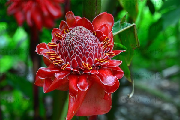 Torch Ginger (Etlingera elatior)