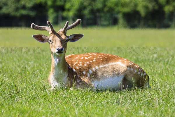 Young Fallow Deer (Dama dama)