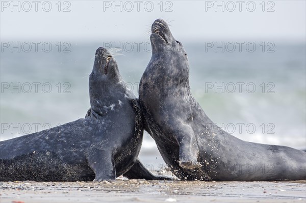 Gray seals (Halichoerus grypus)