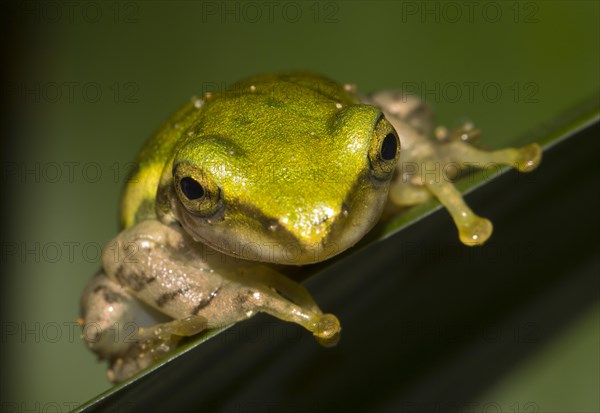 Dumeril's Bright-eyed Frog (Boophis tephraeomystax)