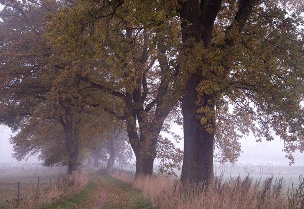 Oak alley in morning fog