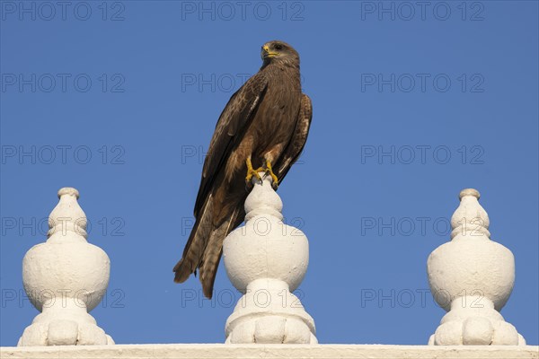 Black Kite (Milvus migrans)