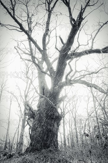 Old English oak (Quercus robur)