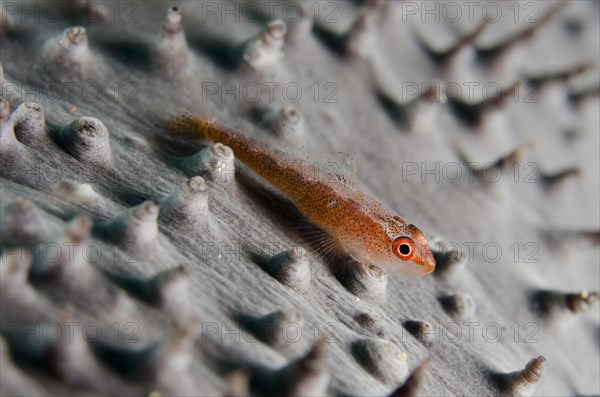 Common Ghost Goby (Pleurosicya mossambica)