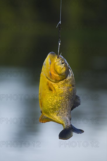 Piranha (Pygocentrus nattereri) on the line