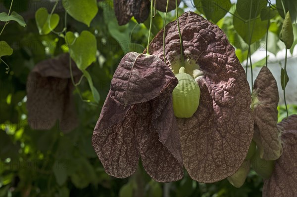 Brazilian Dutchman's Pipe (Aristolochia gigantea)